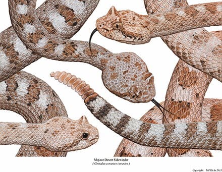 desert snake drawing